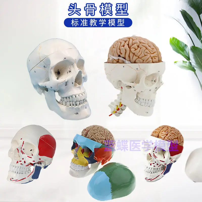 Взрослый 1: 1 Медицинское моделирование Модель человеческого черепа Голова Анатомия черепа Цветной Череп Анатомия черепа Шейный позвонок0