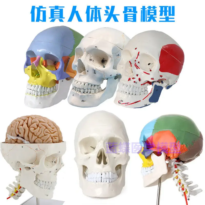 Взрослый 1: 1 Медицинское моделирование Модель человеческого черепа Голова Анатомия черепа Цветной Череп Анатомия черепа Шейный позвонок1