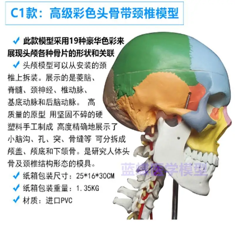 Взрослый 1: 1 Медицинское моделирование Модель человеческого черепа Голова Анатомия черепа Цветной Череп Анатомия черепа Шейный позвонок2