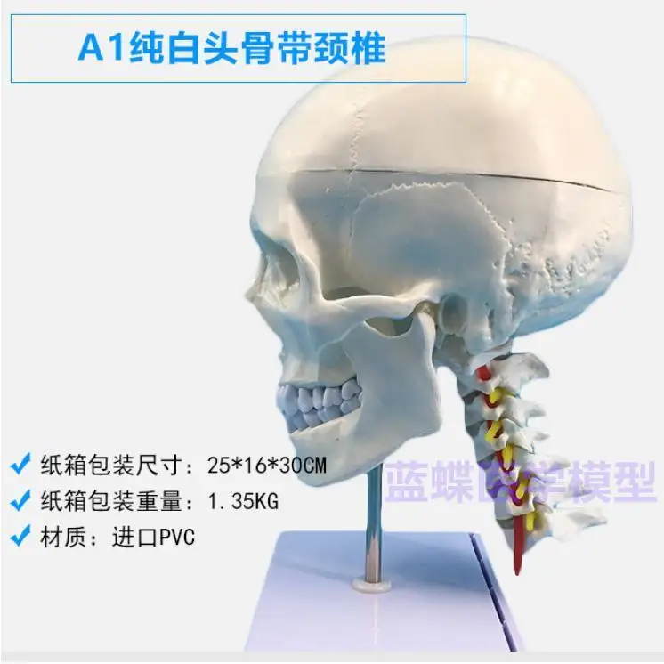 Взрослый 1: 1 Медицинское моделирование Модель человеческого черепа Голова Анатомия черепа Цветной Череп Анатомия черепа Шейный позвонок4