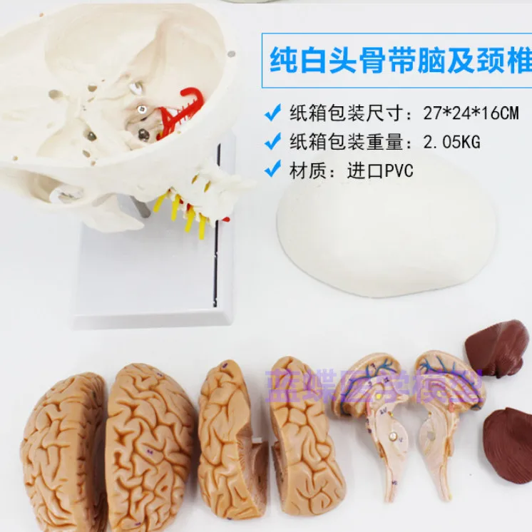 Взрослый 1: 1 Медицинское моделирование Модель человеческого черепа Голова Анатомия черепа Цветной Череп Анатомия черепа Шейный позвонок5